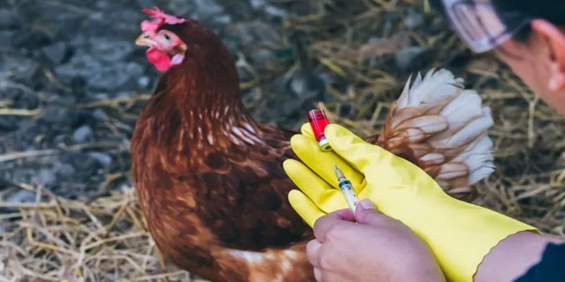 การป้องกันโรคอหิวาต์ในไก่คือกุญแจลดความเสี่ยงในฟาร์มไก่ชน