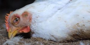 วิธีรักษาโรคอหิวาต์ไก่