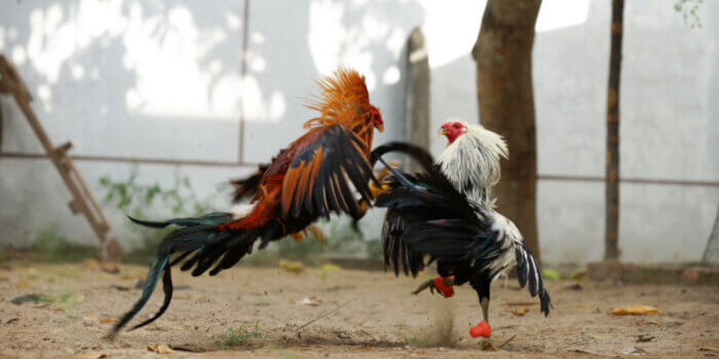 ตารางราคาล่าสุดของคู่ไก่ประจำวัน พร้อมอัปเดตเรียลไทม์